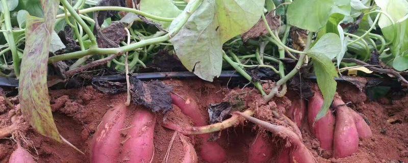 红薯栽培高产新方法 种红薯实用高产的新方法