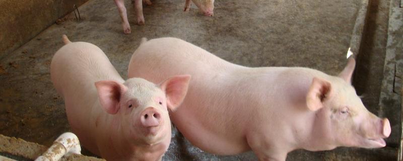 猪的常见病有哪些，分别如何防治 猪常见病症