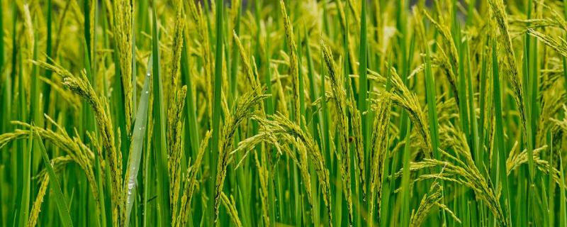 水稻褐变粒是怎么形成的,怎么防治病虫害 水稻褐变粒是怎么形成的，怎么防治