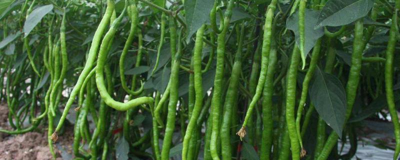 辣椒成熟的季节是几月，附种植方法 辣椒一般几月成熟