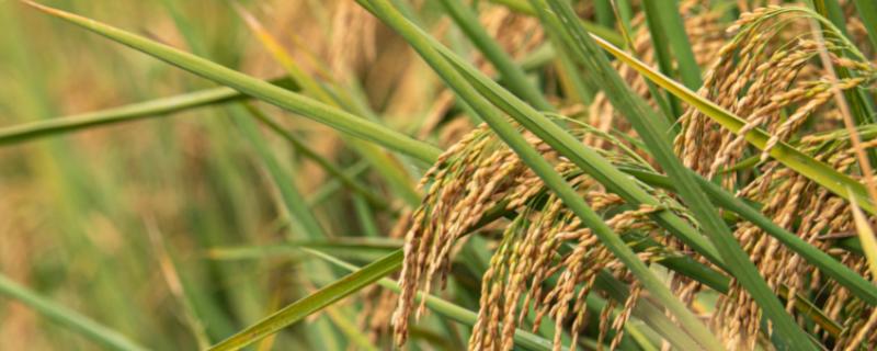 水稻的生长周期如何划分 水稻生长周期多少天，附种植方法
