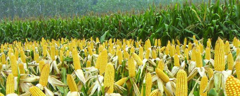 河北高产玉米品种 河北高产玉米品种排行