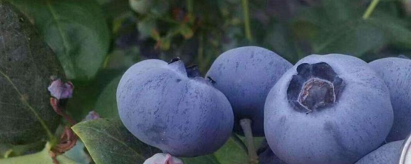 德雷珀蓝莓品种介绍 德雷珀蓝莓苗介绍