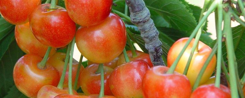 佳红大樱桃品种介绍 硬胎佳红大樱桃品种介绍