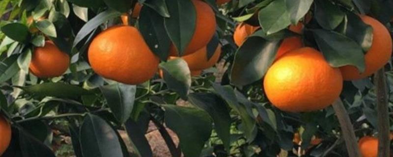 甘平柑橘品种介绍 柑橘品种甘平品种介绍