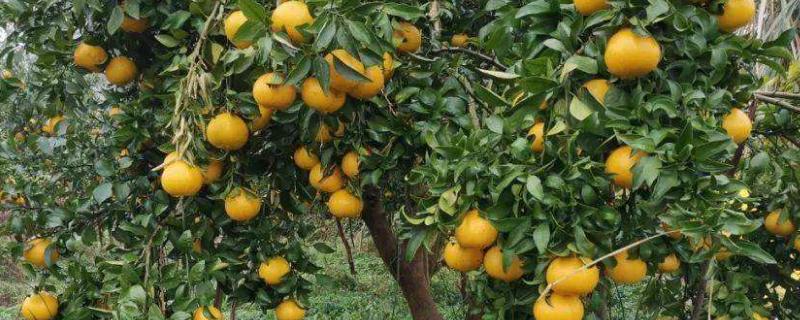 华美7号柑橘品种简介 华美7号柑的生长特性