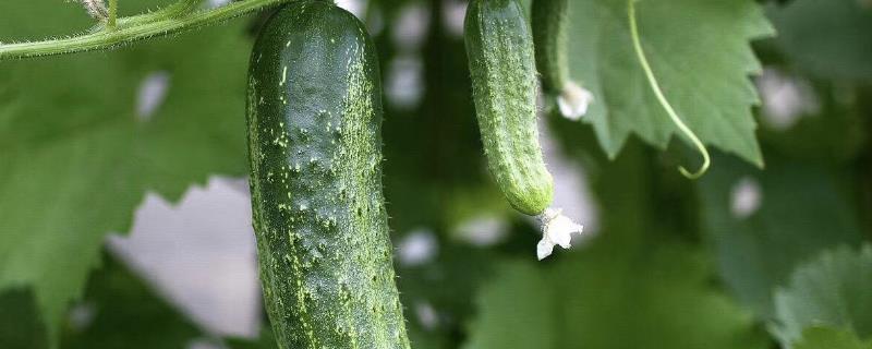 黄瓜的种植生长过程 黄瓜生长周期，附种植方法