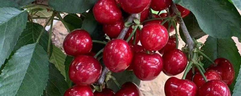美国樱桃品种大全 美国红大樱桃品种介绍