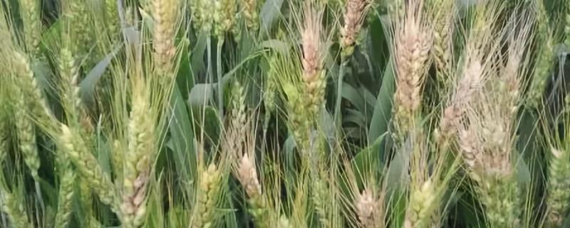 河北省矮杆高产小麦品种 山东矮杆高产小麦品种