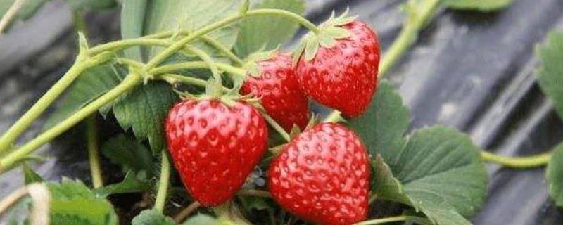 草莓生长温度是多少度，附种植方法 草莓生长的温度是多少