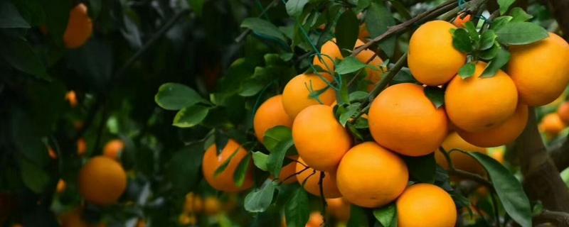 黑美人柑橘品种介绍 红美人柑橘品种简介