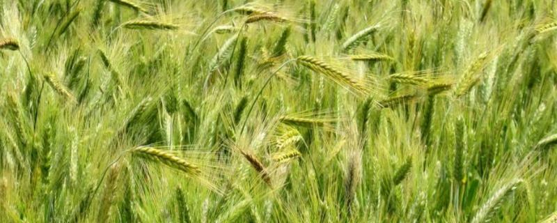 黄淮地区高产小麦品种 黄淮小麦品种前十名