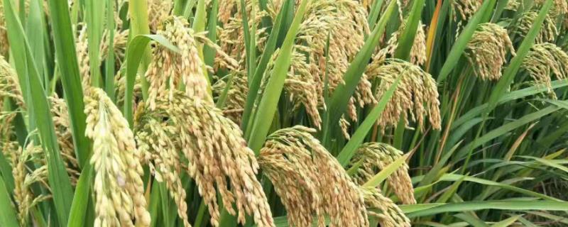 三系法杂交水稻，附原理和种植技术 三系法杂交水稻制种体系