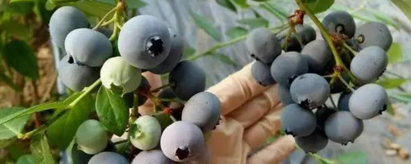 蓝莓品种 奥尼尔 奥尼尔蓝莓品种介绍