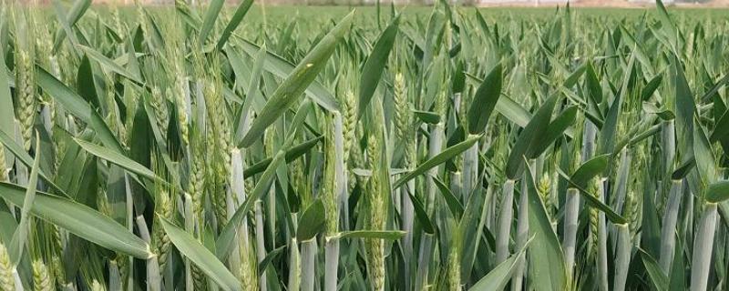 科林麦969小麦品种 科林麦969小麦品种价格