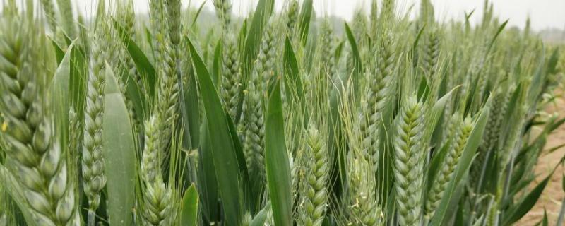 西农3517小麦品种简介 西农388小麦品种介绍