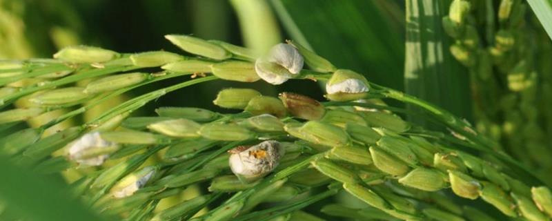 已经得了稻曲病水稻还继续传染吗，是什么原因引起的