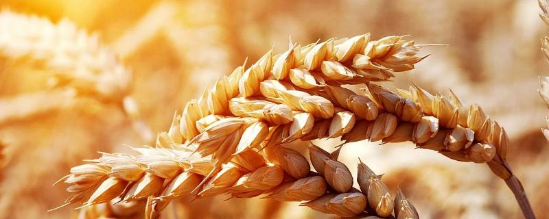 小麦冬季喷叶面肥有哪些好处，出苗需要多少积温