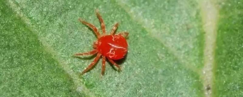 玉米起红蜘蛛怎么办，附危害症状 玉米起红蜘蛛是否属于自然灾害