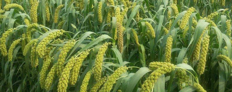 小米的播种时间和种植过程，小米是什么农作物种出来的