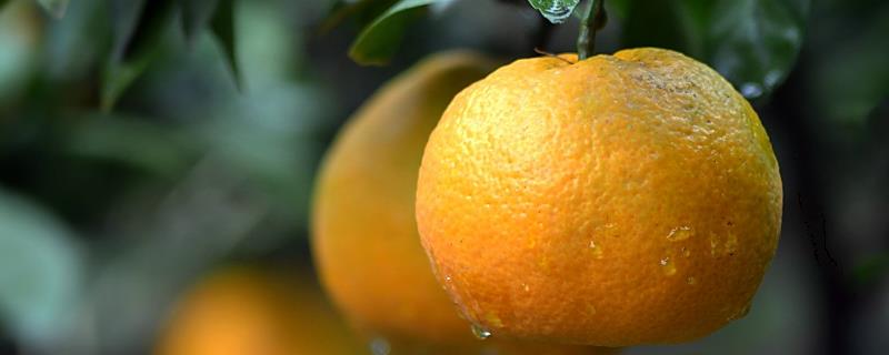柑橘9月份管理要点，柑橘有哪些品种 柑橘9月份管理要点,柑橘有哪些品种呢