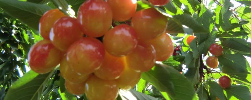 冰糖樱大樱桃品种介绍 冰糖樱樱桃品种怎样