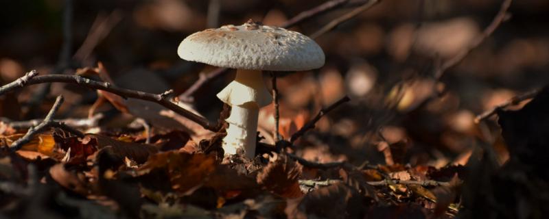 蘑菇菌种包如何养殖 蘑菇怎么种，蘑菇菌包里面有些什么