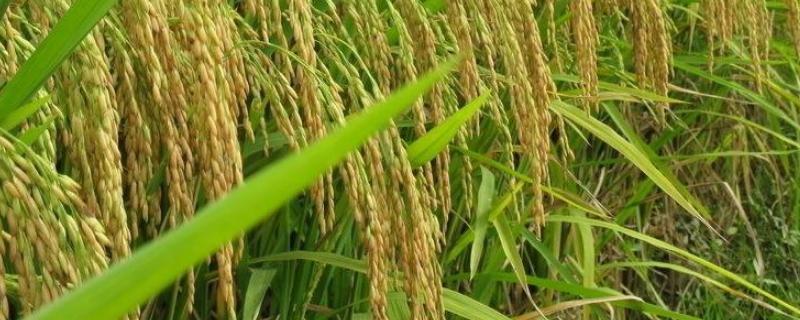 东北水稻亩产多少斤，东北水稻一年几季