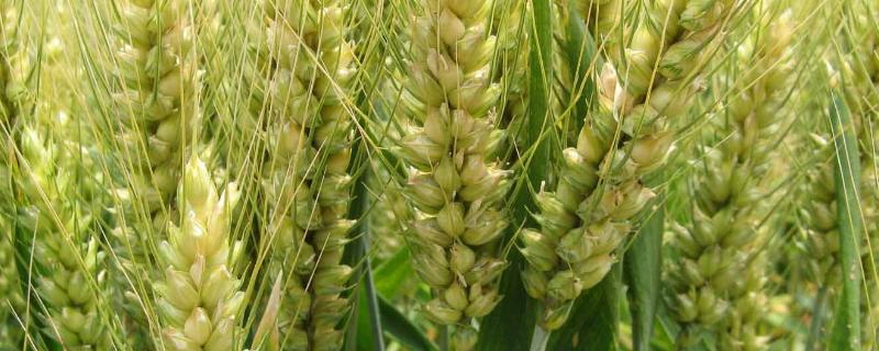 京东8号小麦品种介绍 商麦8号小麦品种介绍