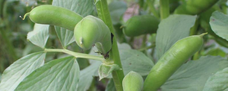 蚕豆可以移栽吗? 蚕豆可以移栽吗，一亩地能产多少斤