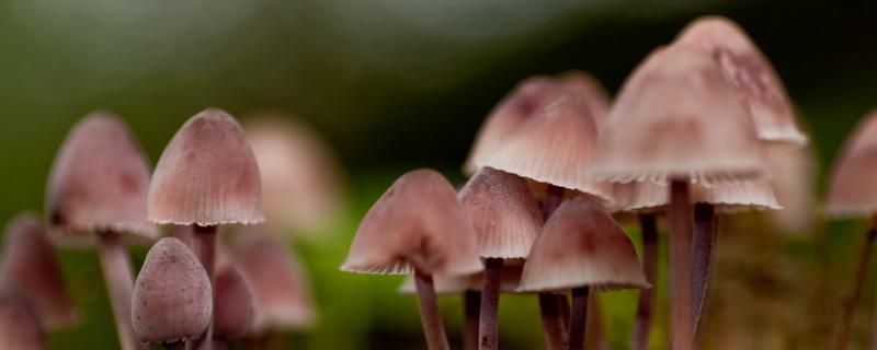 蘑菇几个小时长出来 蘑菇几天能长出来，有哪些品种