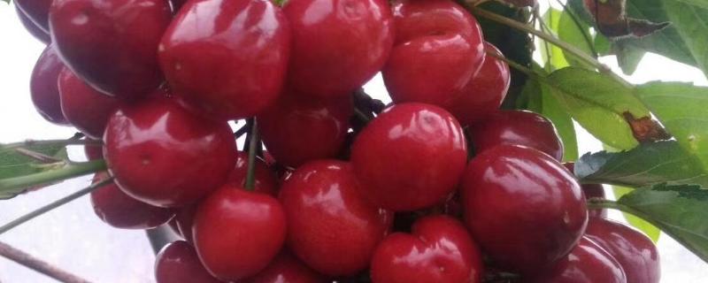 美国大红大樱桃品种介绍 国外大樱桃新品种
