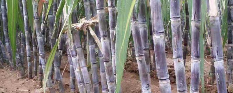 甘蔗种植方法，适合哪些地区种植 甘蔗种植技术要点