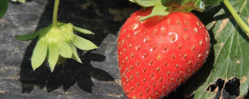 草莓打过老叶后打什么药，附草莓的种植方法