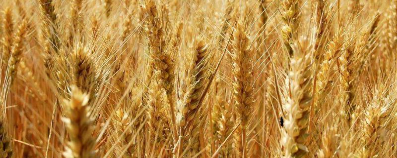 郑麦1860小麦品种介绍 郑麦1860小麦品种介绍有多高?