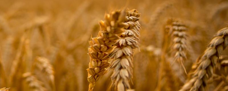 十月底种小麦晚不晚，种小麦的方法 十月份种小麦可以吗