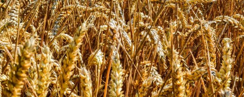 怀川919小麦品种特点 怀川916小麦品种特性，附简介