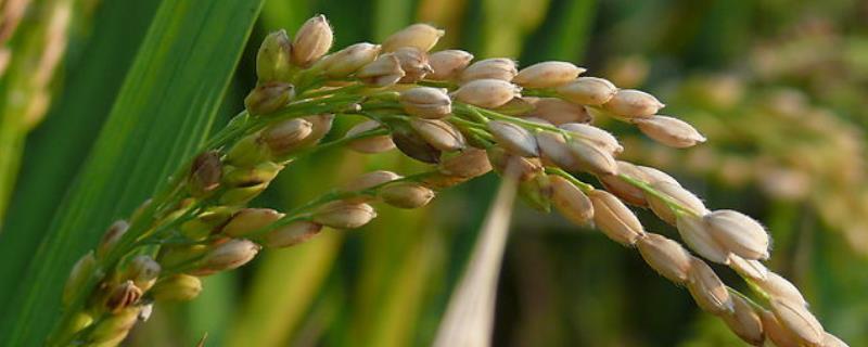 南方水稻一年收割几次，附种植方法
