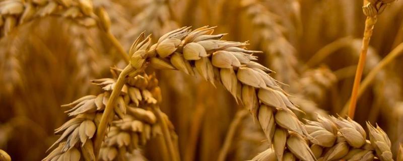 济麦22小麦品种简介 烟农1212小麦品种简介