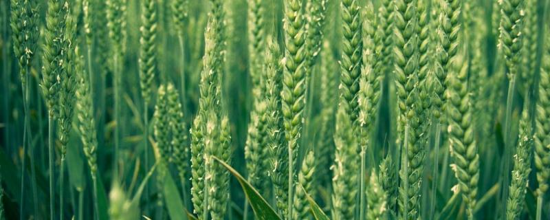 洛麦28小麦品种 隆麦28小麦品种介绍