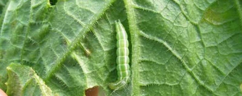 玉米螟虫防治三个关键时期 玉米螟虫打什么药，附危害症状
