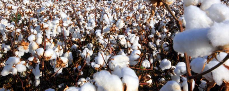 棉花管理有几个步骤，附注意事项 棉花管理主要注意什么