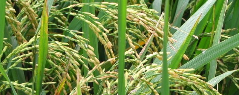 直播水稻施肥量和时间，附施肥方法 直播水稻施肥方法和用量