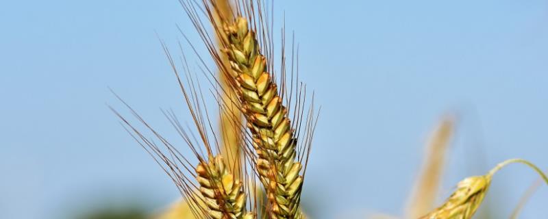 齐民17号小麦种特征特性，附简介 齐民12号小麦是如何选育的