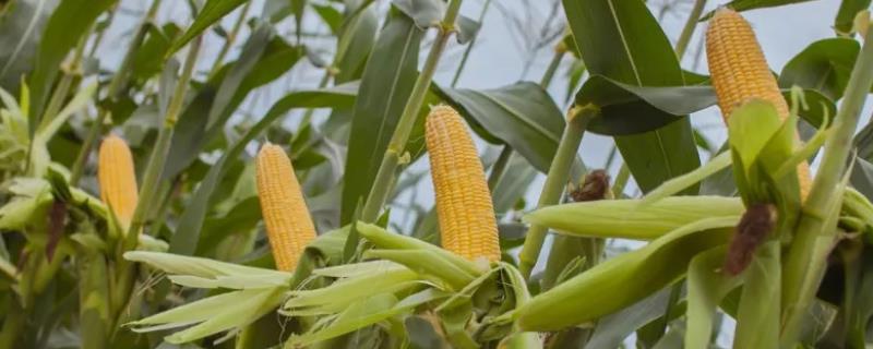 玉米追肥用硫酸铵可以吗，附需肥规律和需肥量