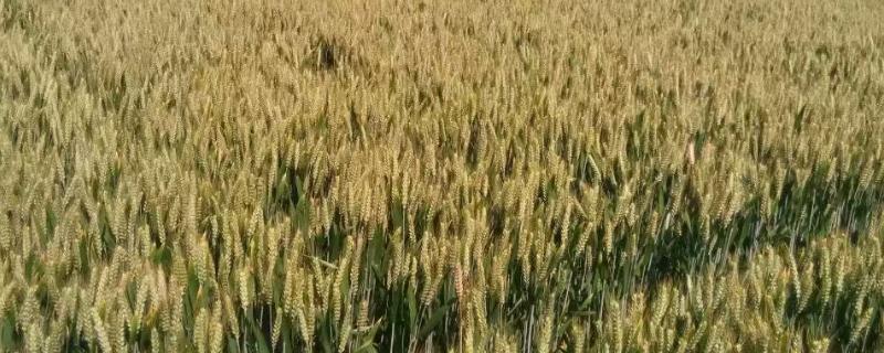 中麦30小麦品种介绍 中麦23小麦品种介绍