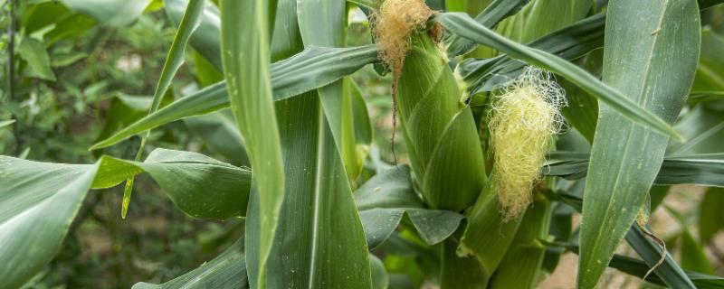 赤霉素在玉米上的使用方法，附作用（玉米大小苗赤霉素在玉米上的使用）