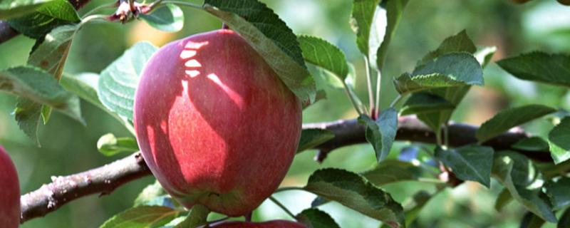 苹果花腐病用什么农药，附症状 苹果花药害