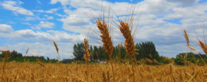小麦高产新品种 小麦高产新品种有哪些山东小麦品种