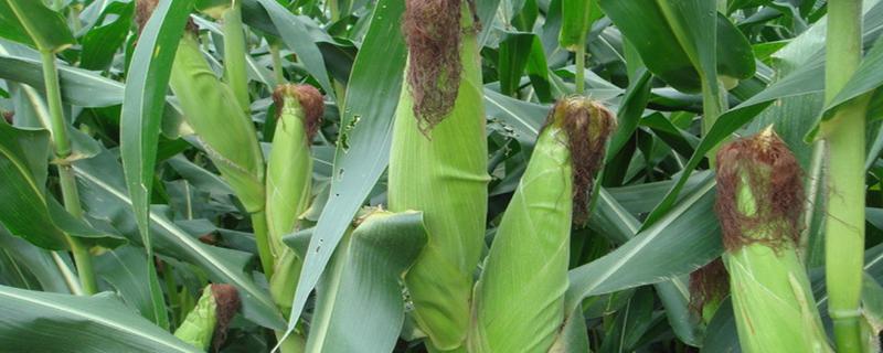 玉米生长过程，种玉米的方法和步骤